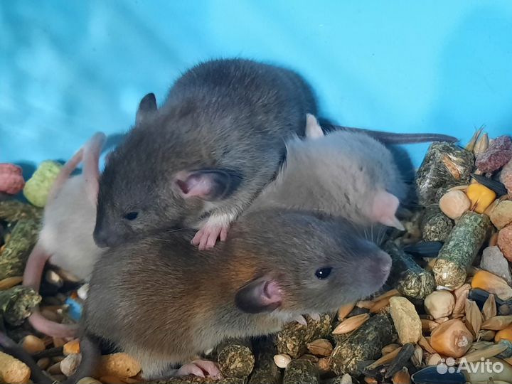 Крысята Агути (3 недели) в подарок на Новый год