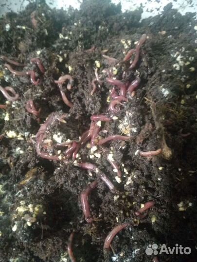 Черви дендробена