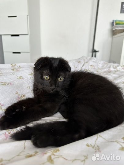 Черный котенок вислоухий