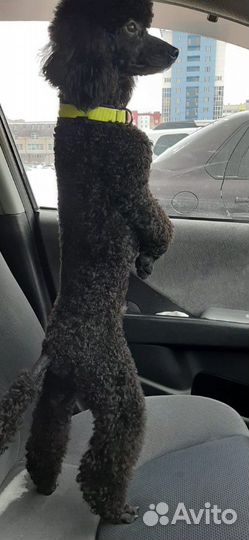 Пудель вязка