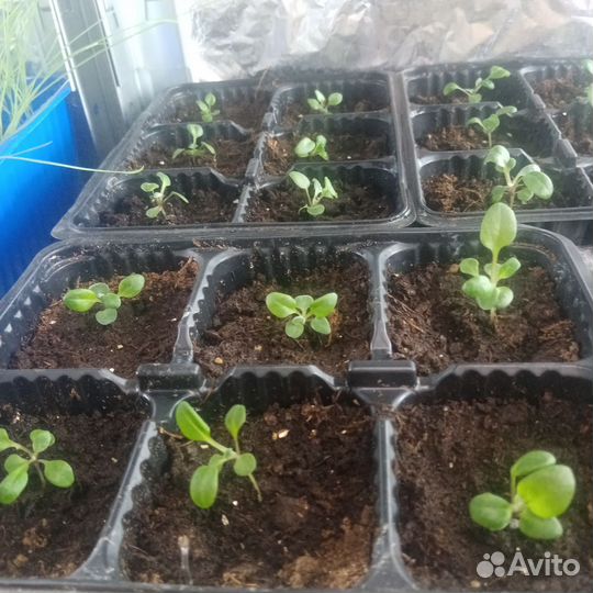 Агератум, цинерария, статица, лобелия