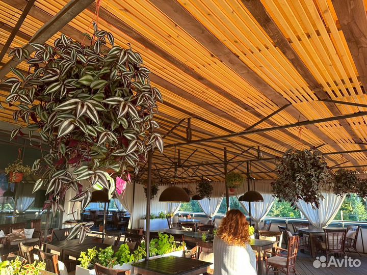 Традесканция зебрина