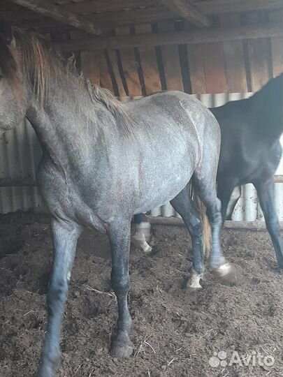 Жеребец орловский рысак