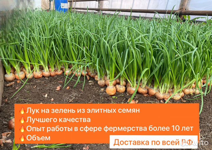 Лук для теплиц
