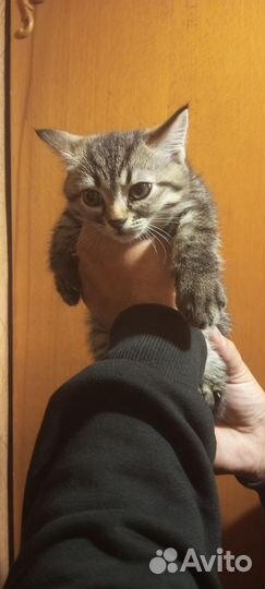 Кошки в добрые руки бесплатно