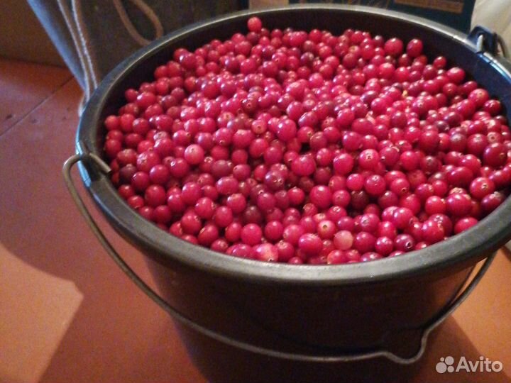 Грибы солёные, клюква, щеница, капуста, выпечка, т