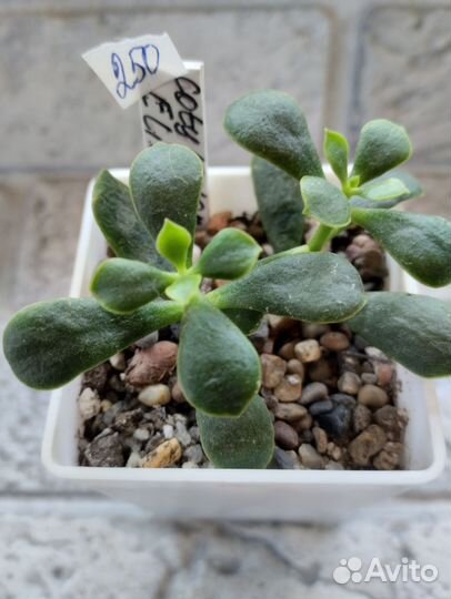 Суккуленты