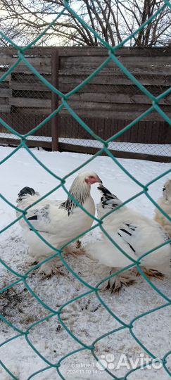 Петухи брама и джерсинс. гигант