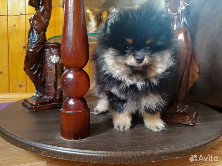 Померанский шпиц медвежьего типа