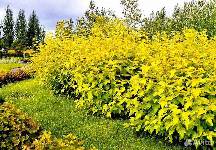 Пузыреплодник калинолистный, кустарники