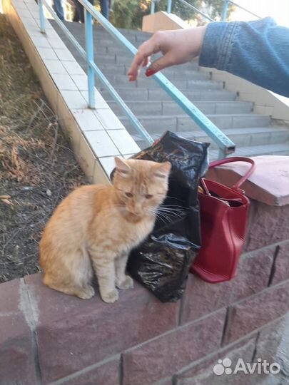 Кошка в дар бесплатно