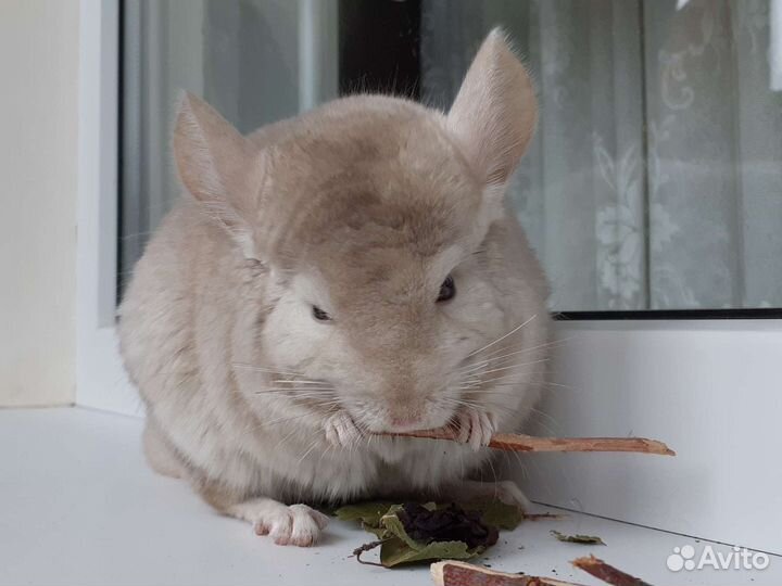 Шиншилла девочка носитель ангоры