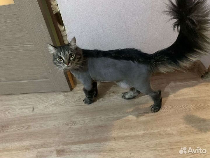 Груминг стрижка Кошек избавление от шерсти до 6 м