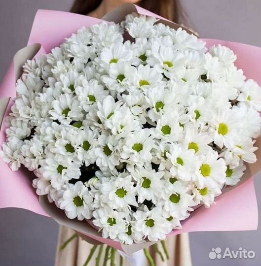 Хризантема