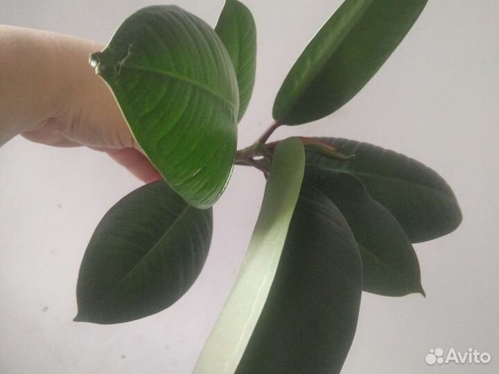 Фикус 25см, на укоренении