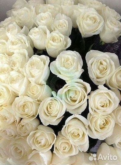 Высокие розы Гигантские розы 110