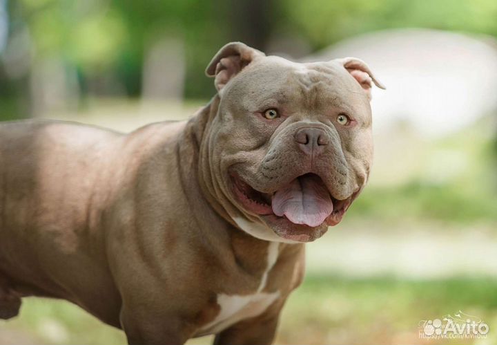 Вязка Американский булли щенки