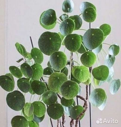 Пилея пеперомиевидная