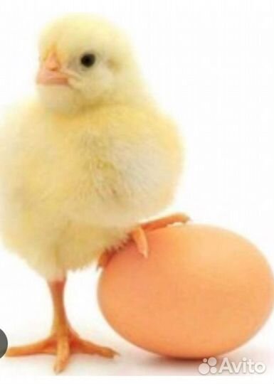 Цыплята