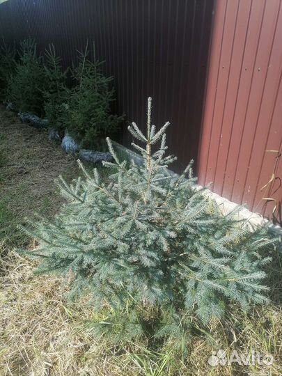Саженцы хвойных растений