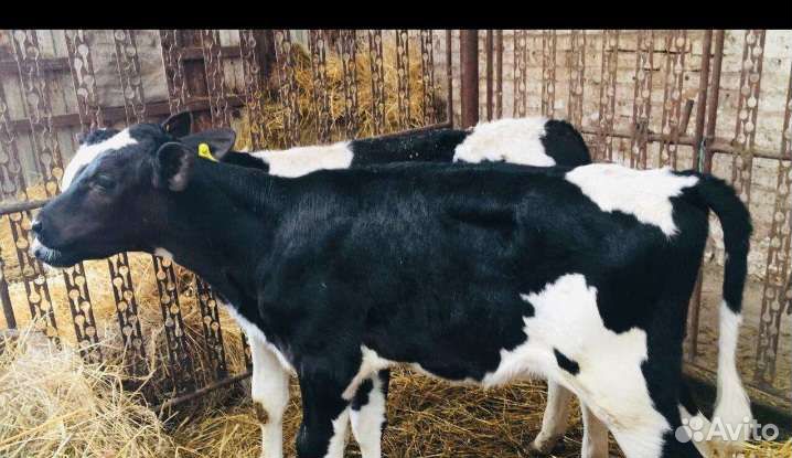 Бычки телята