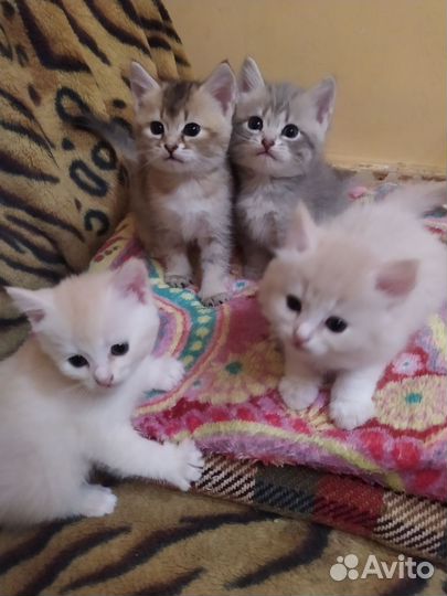 Котята, очень красивые