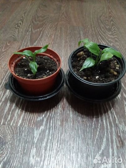 Спатифиллум с горшком