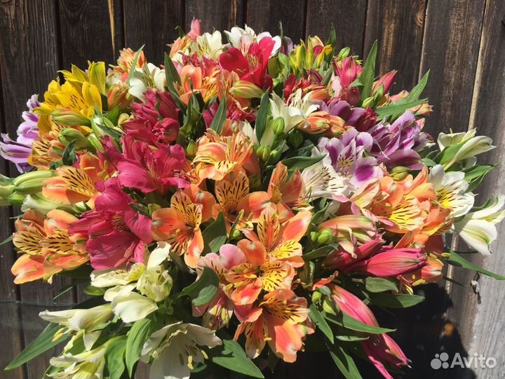 Альстромерия