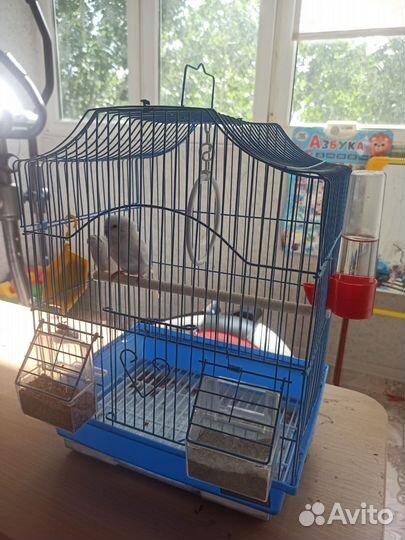 Волнистый попугай