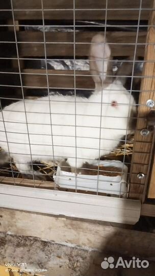 Калифорнийские кролики