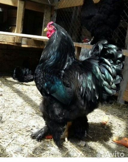Петухи молодые на племя