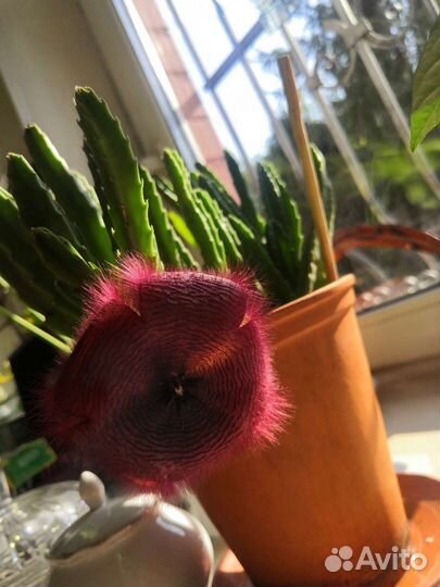 Фикусы и кротоны