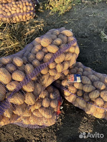 Продается картофель сорт Анна