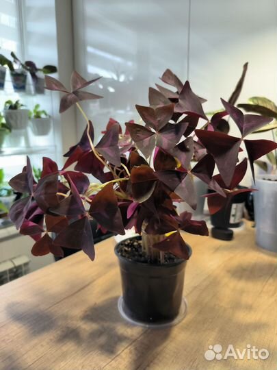 Комнатные растения цветы Оксалис Кислица бабочка