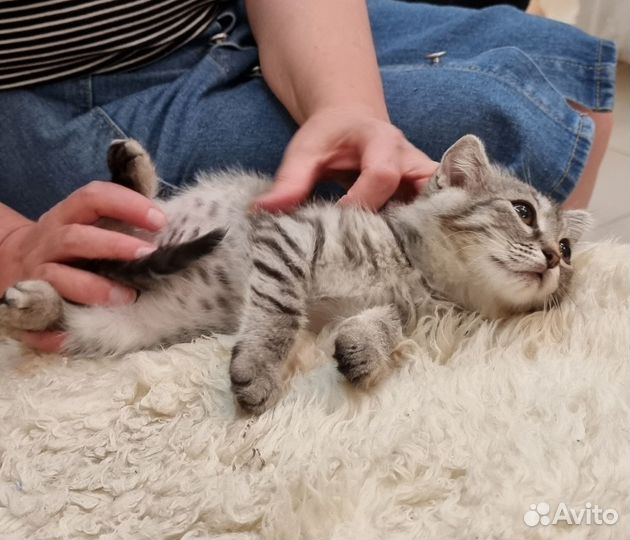 Продаю котенка