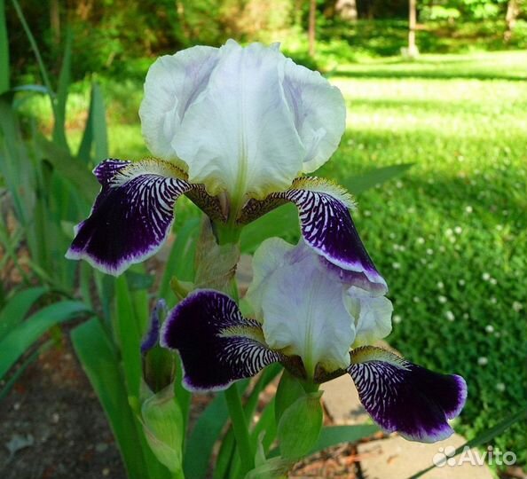 Ирисы сортовые, Розы плетистые, др.цветы садовые