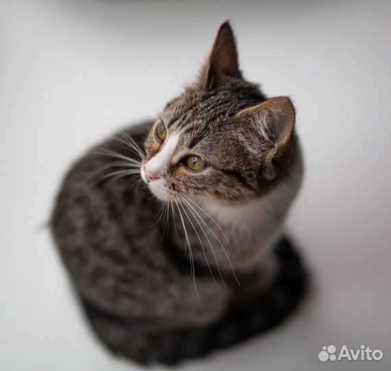 Котенок в добрые руки