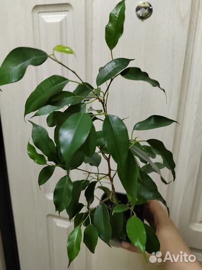 Фикус Бенджамина Даниэль