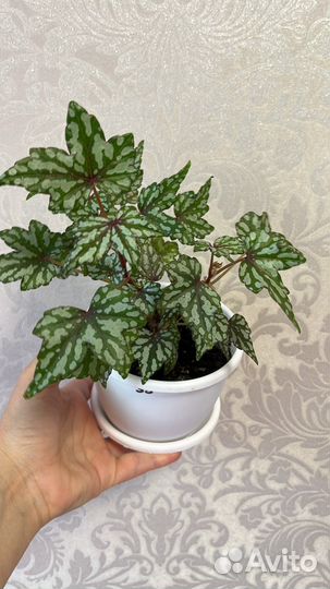 Комнатные цветы