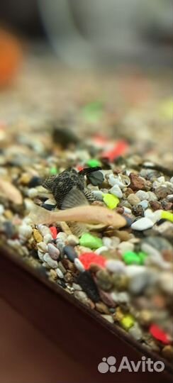 Сомики анцитрусы