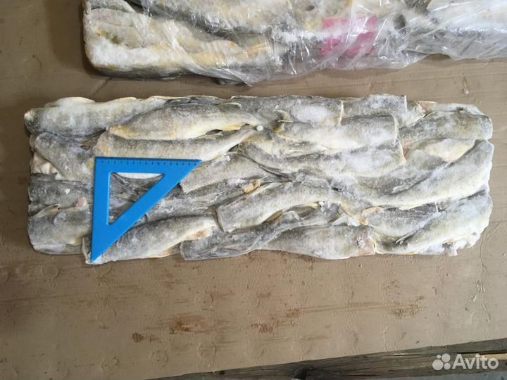 Навага б/г крупная (доставка)