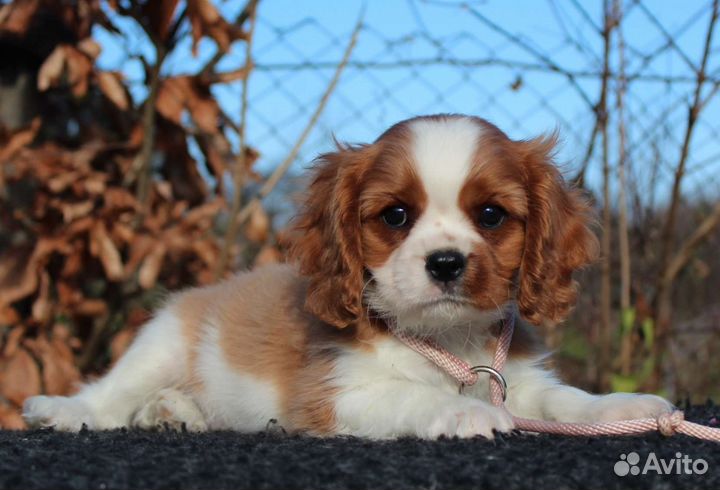 Кинг чарльз спаниель