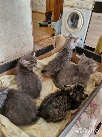 Котята в добрые руки