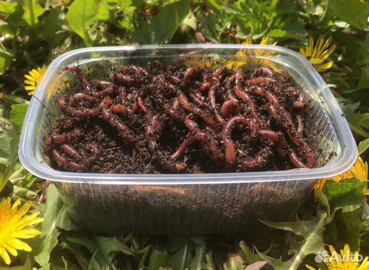 Червь Калифорнийский (красный)