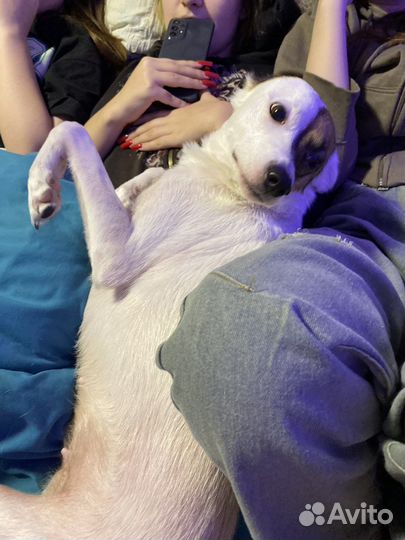 Собака