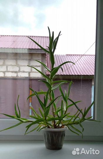 Комнатные растение разные