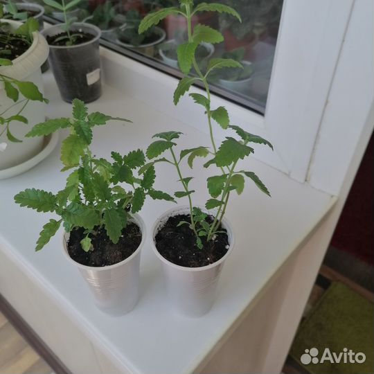 Рассада вербены