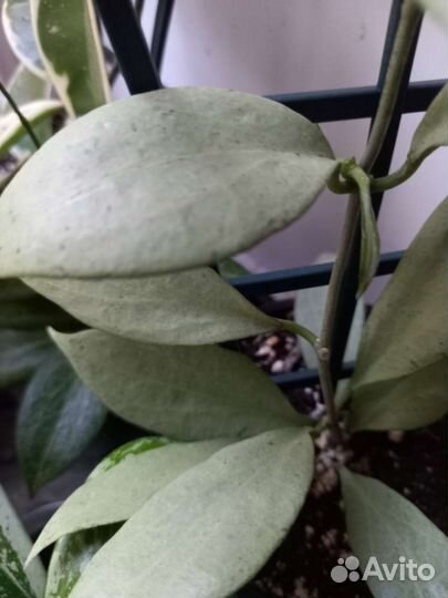 Комнатные цветы кампанула