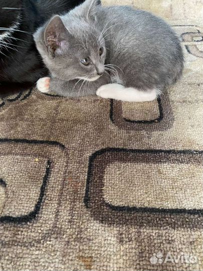 Котята в добрые руки бесплатно