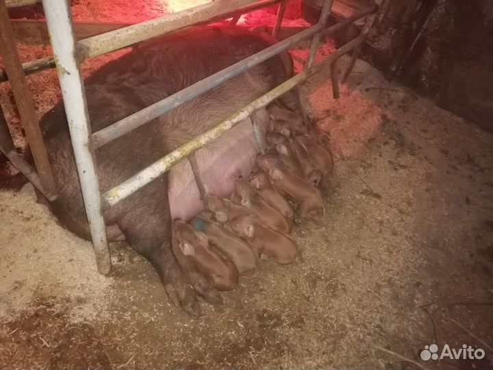 Поросята дюрок